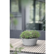 Blumentopf mit bunten Blüten auf einem Holztisch