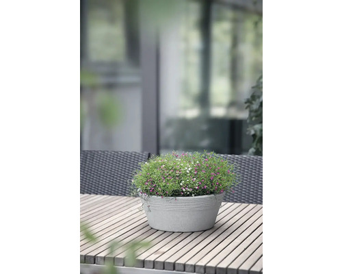 Blumentopf mit bunten Blüten auf einem Holztisch