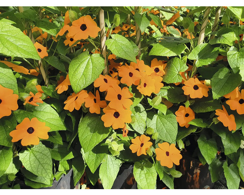 Schwarzäugige Susanne Pflanze mit orangefarbenen Blüten und grünen Blättern