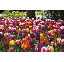 Feld mit farbenfrohen Tulpen im Garten