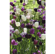 Blumenbeet mit weißen, violetten und schwarzen Tulpen
