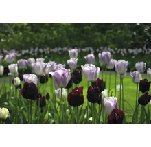 Feld mit lila und schwarzen Tulpen
