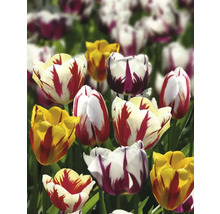 Feld mit verschiedenen Tulpensorten