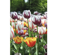 Feld mit verschiedenen Tulpensorten