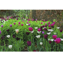 Tulpenbeet im Garten mit verschiedenen Farben und Größen