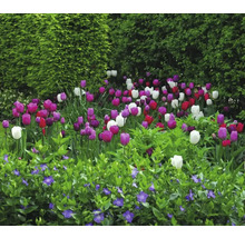 Blumenbeet mit Tulpen und Immergrün