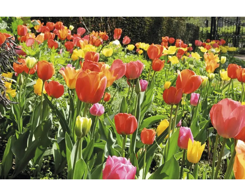 Tulpenbeet mit verschiedenen Farben im Garten.