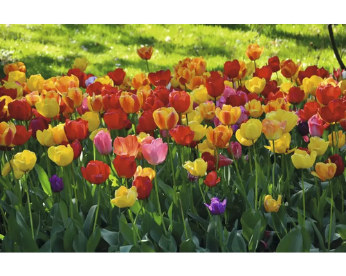 Beet mit Tulpen in verschiedenen Farben