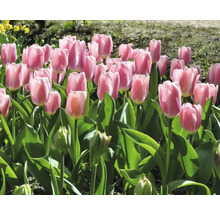 Feld mit rosa Tulpen im Garten