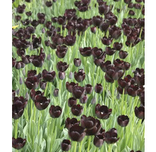 Feld mit schwarzen Tulpenblüten
