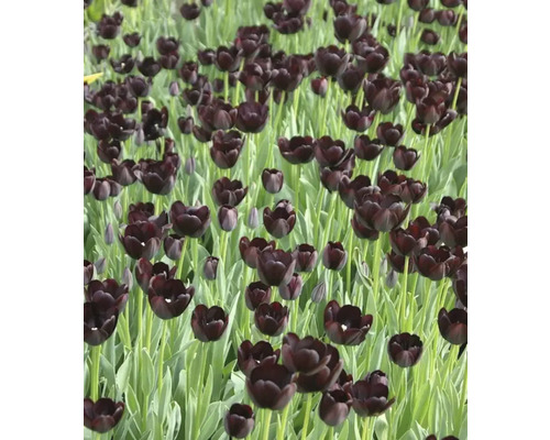 Feld mit schwarzen Tulpenblüten