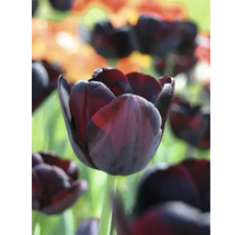 Nahaufnahme einer dunklen Tulpe im Garten.