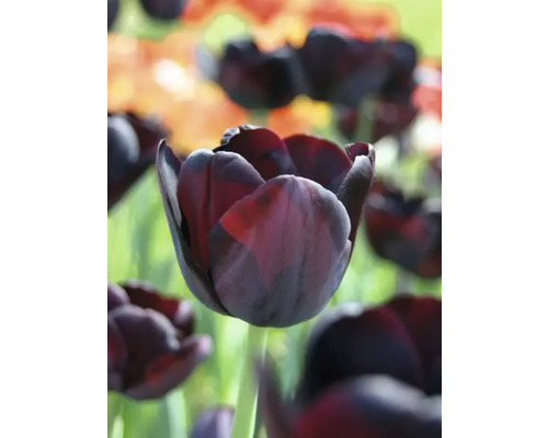 Nahaufnahme einer dunklen Tulpe im Garten.