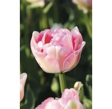 Nahaufnahme einer gefüllten Tulpenblüte im Garten