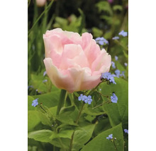 Nahaufnahme einer einzelnen, zartrosa Tulpe im Garten.