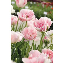 Nahaufnahme von rosa gefüllten Tulpen im Garten.