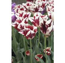 Nahaufnahme von rot gestreiften Tulpen im Garten.