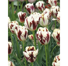 Nahaufnahme von weißen und roten Tulpen im Garten.