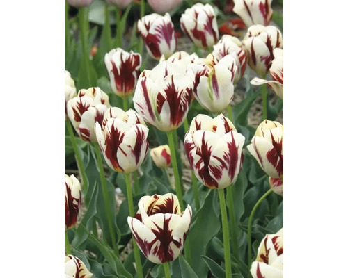 Nahaufnahme von weißen und roten Tulpen im Garten.
