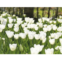 Feld mit weißen Tulpenblüten