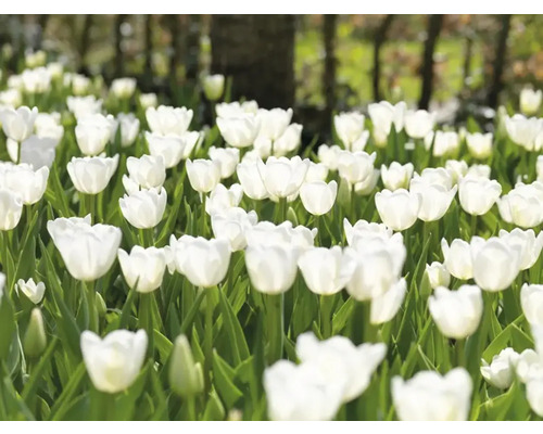 Feld mit weißen Tulpenblüten