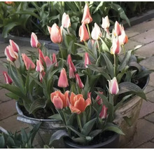 Tulpen in Töpfen