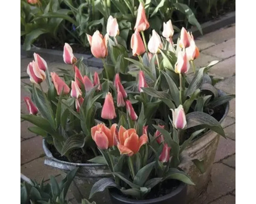 Tulpen in Töpfen