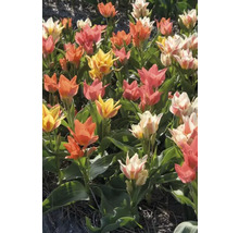 Feld mit mehrfarbigen Tulpen in Gelb, Orange, Weiß und Rosa.