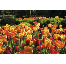 Feld mit Tulpen im Garten
