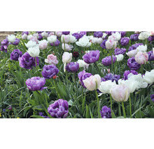 Feld mit violetten, rosafarbenen und weißen Tulpen