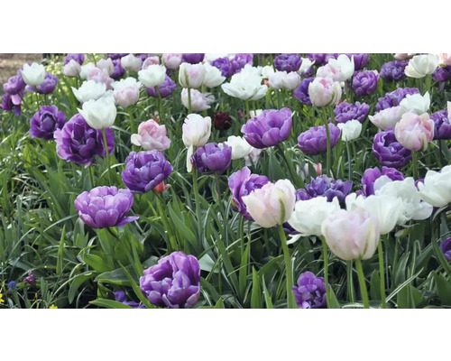 Feld mit violetten, rosafarbenen und weißen Tulpen