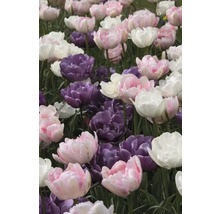 Nahaufnahme von rosa, lila und weißen Tulpen in einem Garten.