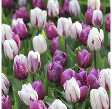 Feld mit violetten und gestreiften Tulpen