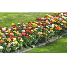 Beet mit Tulpen im Garten