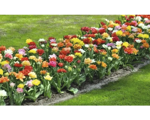 Beet mit Tulpen im Garten