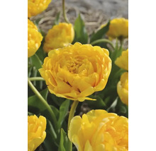 Gelbe Tulpenblüte im Garten