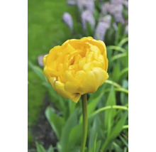 Gelbe Tulpe im Garten