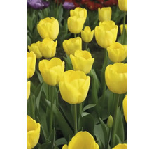 Nahaufnahme von gelben Tulpen im Gartenbeet.
