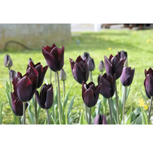 Nahaufnahme von dunkel gefärbten Tulpen im Garten.