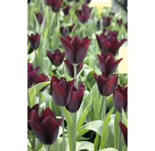 Feld mit dunklen Tulpen
