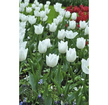 Feld mit weißen und roten Tulpen