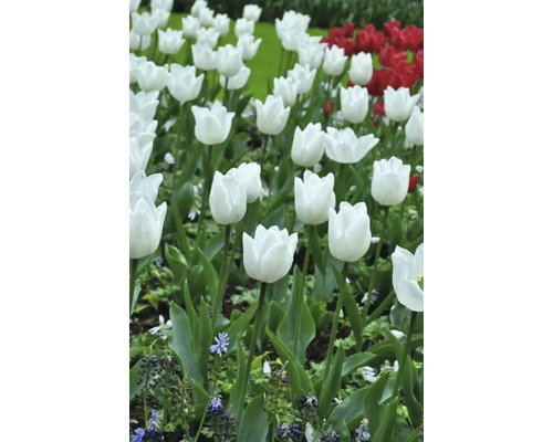 Feld mit weißen und roten Tulpen