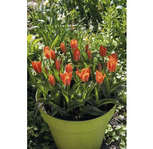 Tulpen in einem Pflanztopf im Garten