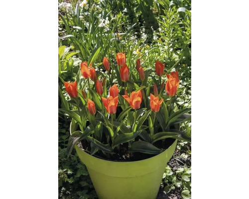 Tulpen in einem Pflanztopf im Garten