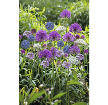 Blühende Zierlauchpflanzen im Gartenbeet
