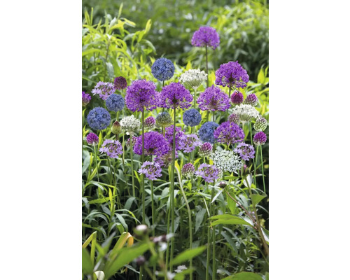 Blühende Zierlauchpflanzen im Gartenbeet