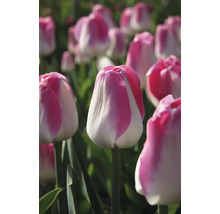 Nahaufnahme von Tulpenblüten im Garten