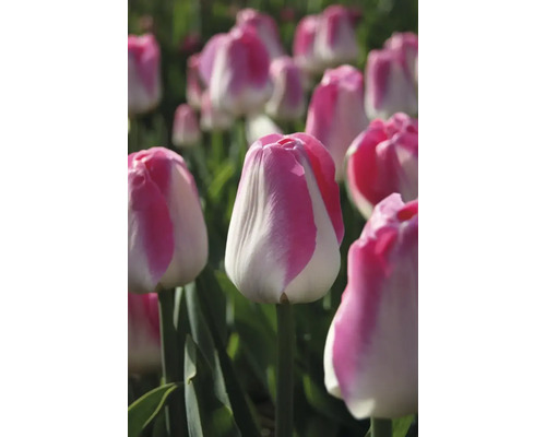 Nahaufnahme von Tulpenblüten im Garten