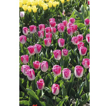 Feld mit rosa-weißen und gelben Tulpen