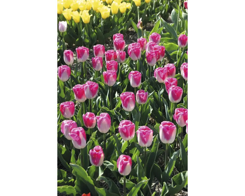 Feld mit rosa-weißen und gelben Tulpen